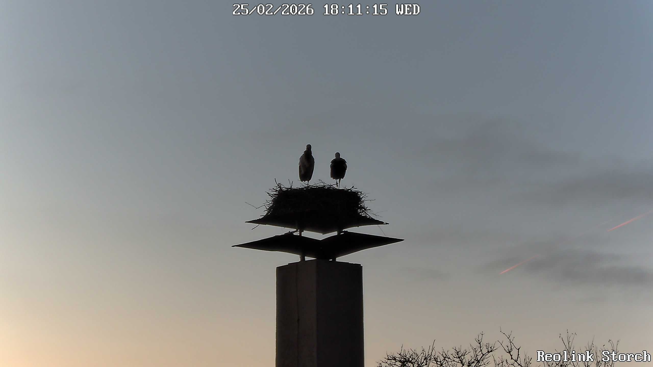 Storchencam Bild